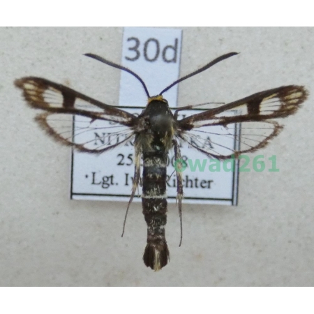 Chamaesphecia tenthrediniformis (Denis & Schiffermüller, 1775) Slovakia30d